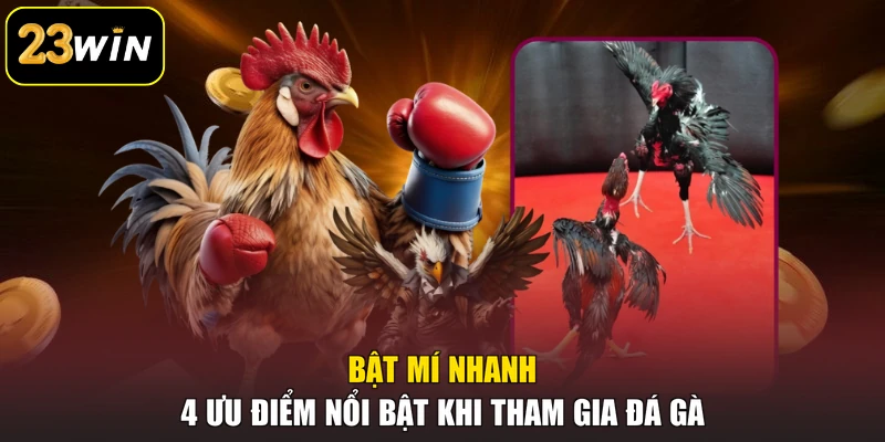 Đá Gà 23win - Sân Chơi Của Những Chiến Kê Đẳng Cấp Bật mí nhanh 4 ưu điểm nổi bật khi tham gia đá gà